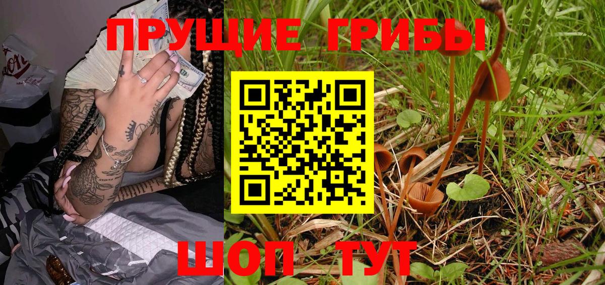 Галлюциногенные грибы Psilocybe Апшеронск